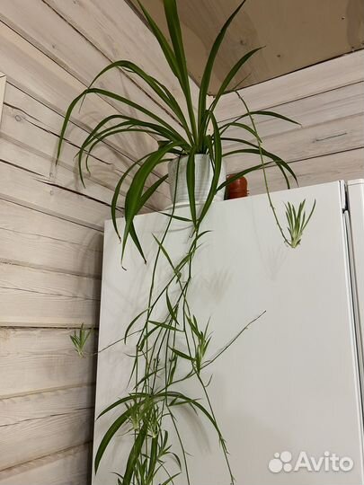 Хлорофитум хохлатый