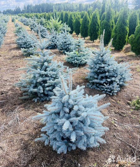 Ель Глаука Голубая (Экстра класса)