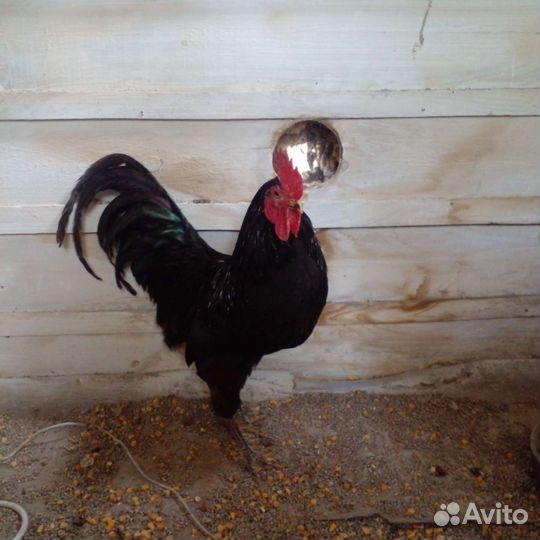 Куры и Петухи синь синь дянь