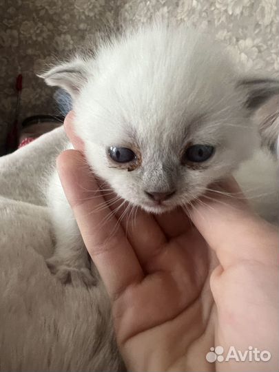Котята От британской кошки