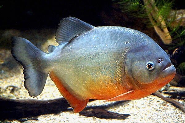 Пиранья амазонская