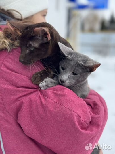 Семья ориенталов