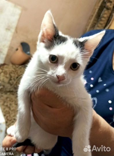 Обычная ласковая девочка