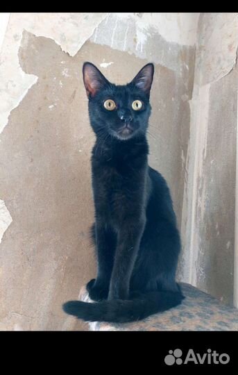 Кошка Багира 1 год, стерелизованна