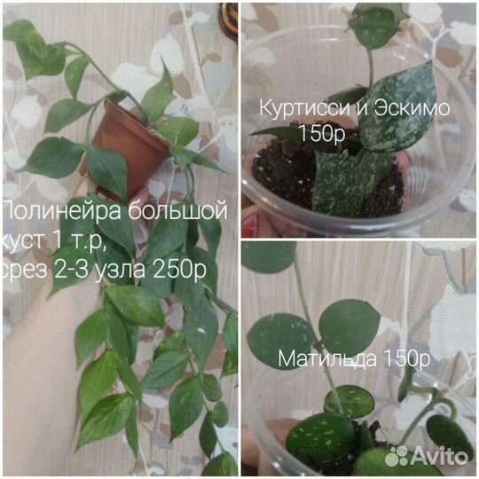 Хойя Компакта вар. и другие