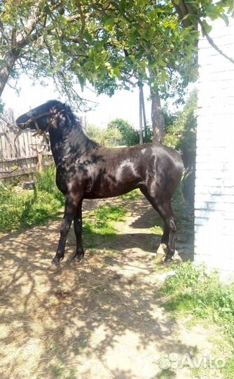 Русский рысак