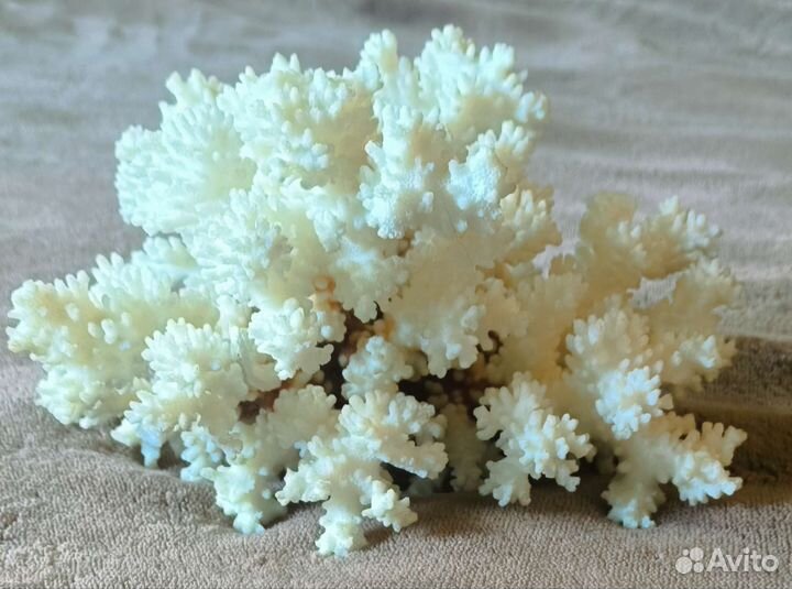 Морские кораллы