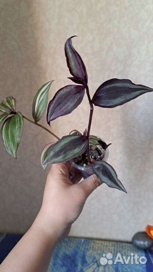 Традесканция Зебрина и Мультиколор