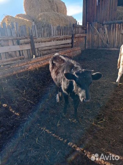 Продам коров, телочек, бычков
