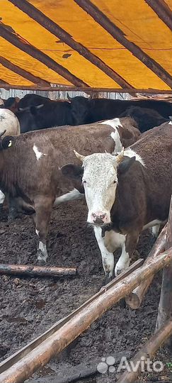 Тёлки бараны