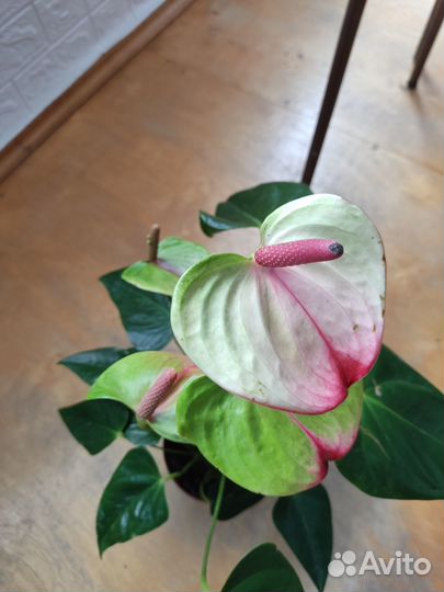 Антуриум Экзота