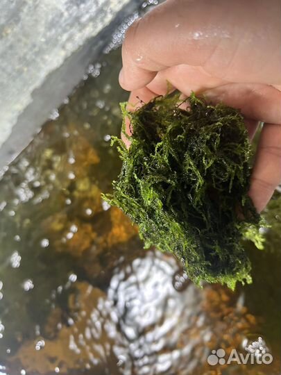 Яванский мох