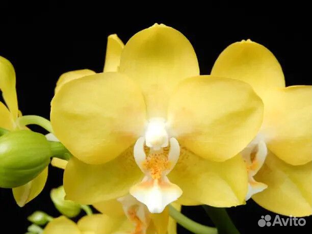 Фаленопсис ароматный YH06011