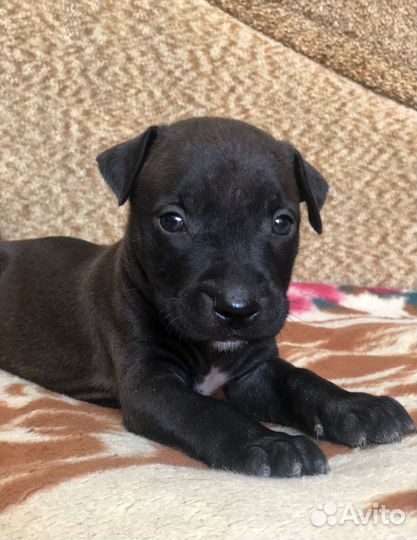 Щенки питбультерьера