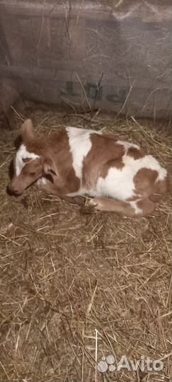 Бычки и быки