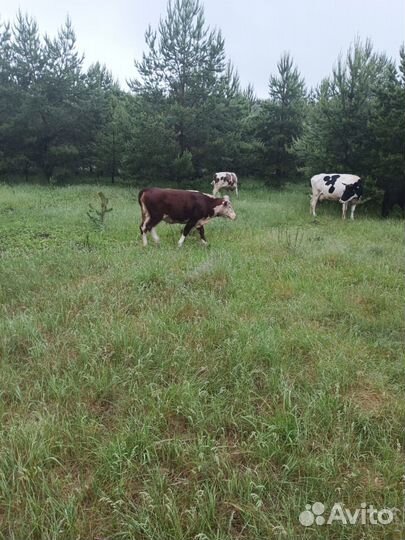 Коровы и быки телята Герефорды на ферме