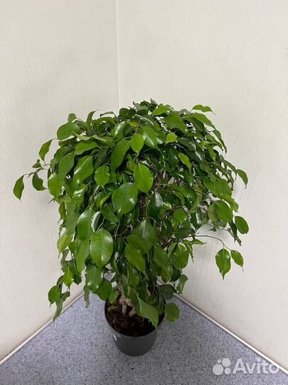 Фикус бенджамина цилиндр H 100 см