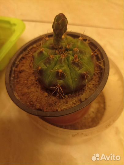 Кактус детки