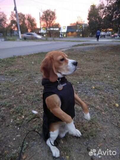 Вязка Кобель Бигль