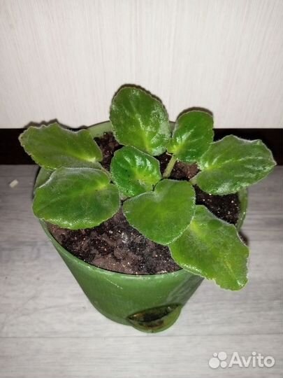 Фиалка Белая Невеста