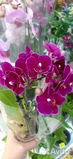 Фаленопсис мини