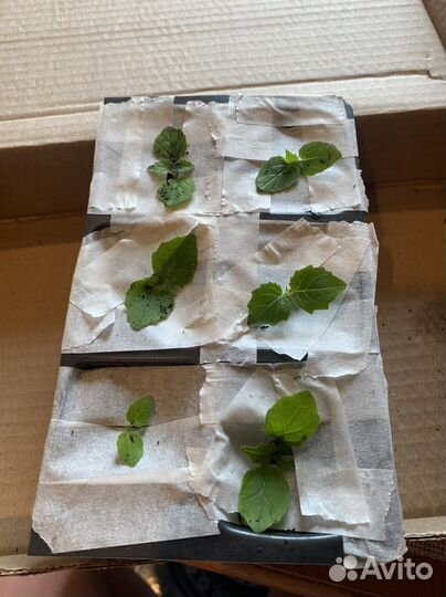 Саженцы павловния patong z-07