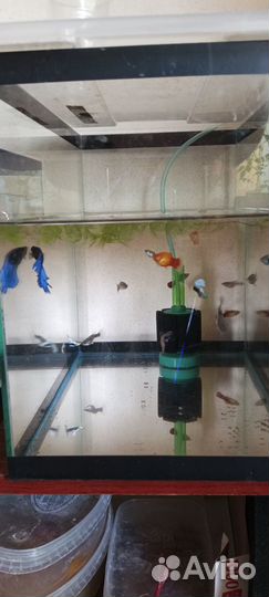 Аквариумные рыбки