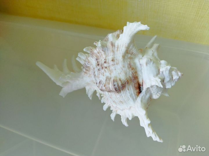 Ракушка большая, шумит