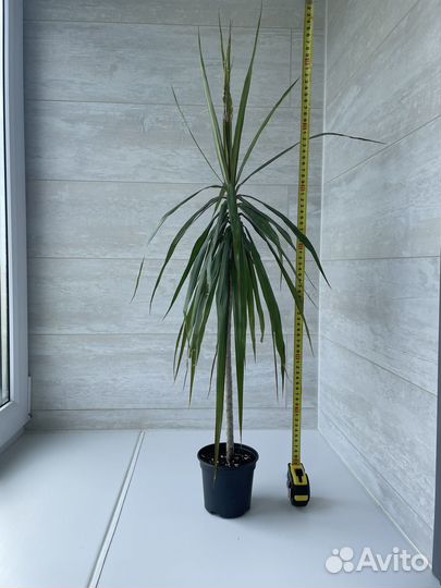 Драцена, пальма