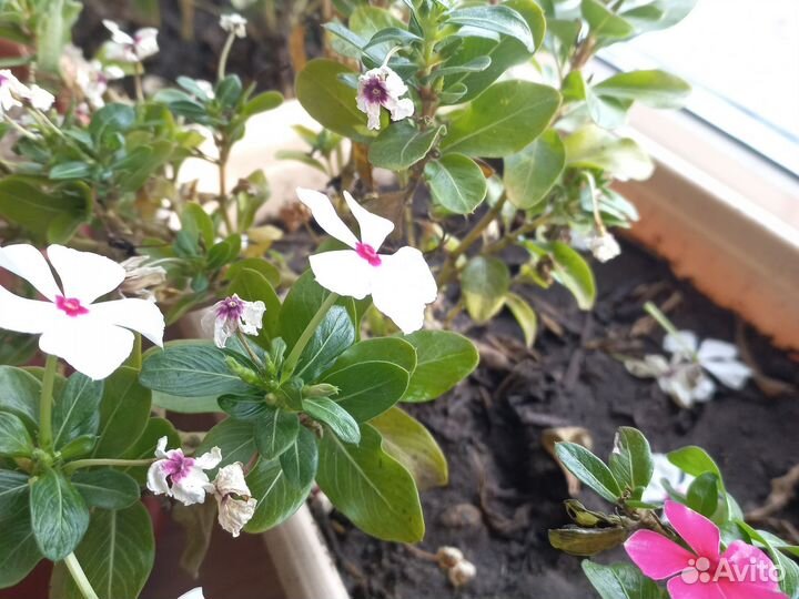 Катарантус семена