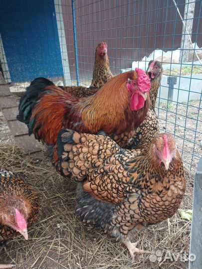 Семья кур Виандот