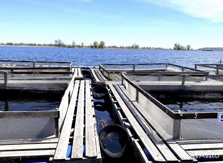 Садок для выращивания рыбы