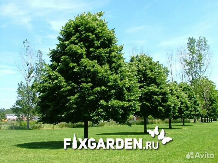 Липа мелколистная Высота от 300см