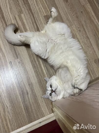 Вязка кота
