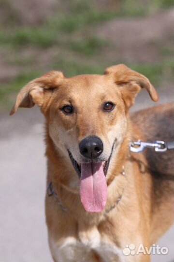 Мирочка- добрая собака ищет дом