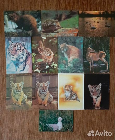 Открытки СССР и Кубы Животные