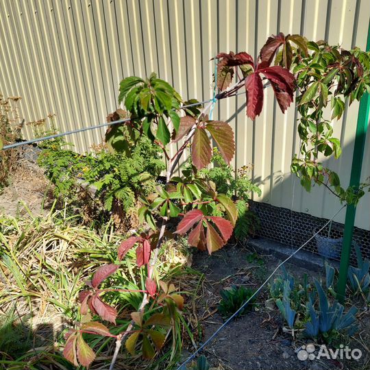 Виноград девичий