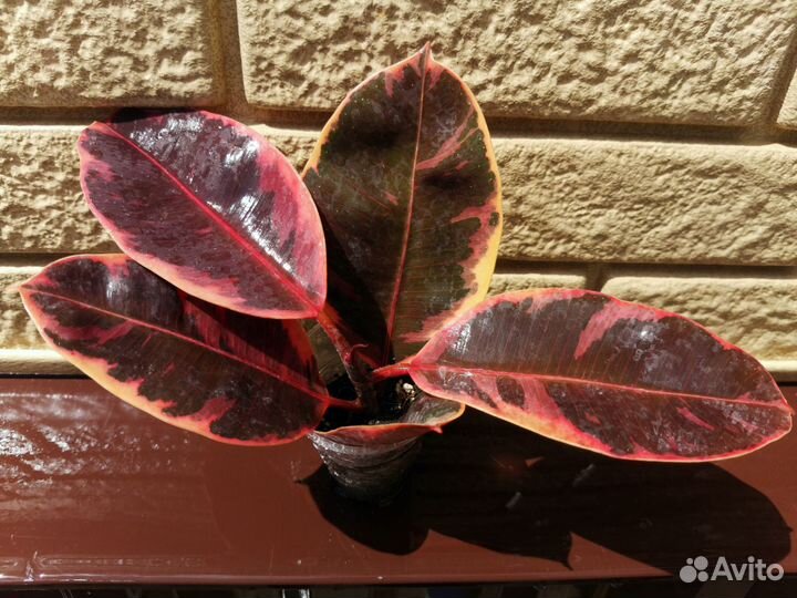 Фикусы Эластика (каучуконосные)