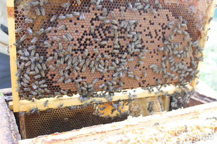 Продам пчёл