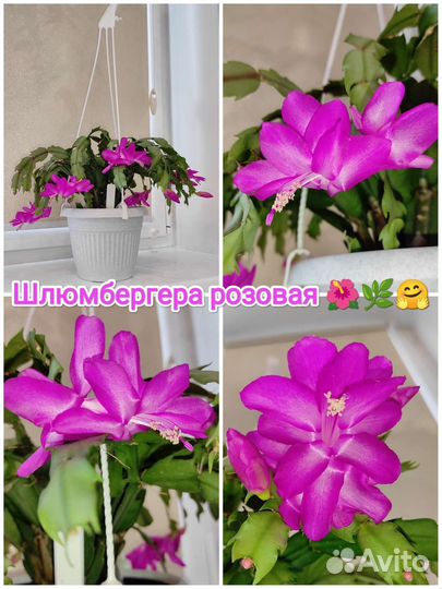 Шлюмбергера, цвет розовый, белый