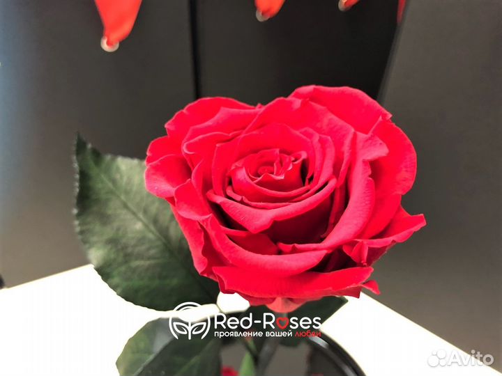 Роза в колбе Кинг Сайз Бордовая