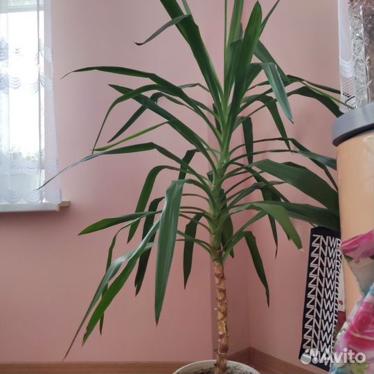 Пальма юкка