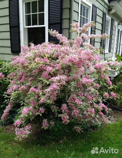 Вейгела саженцы