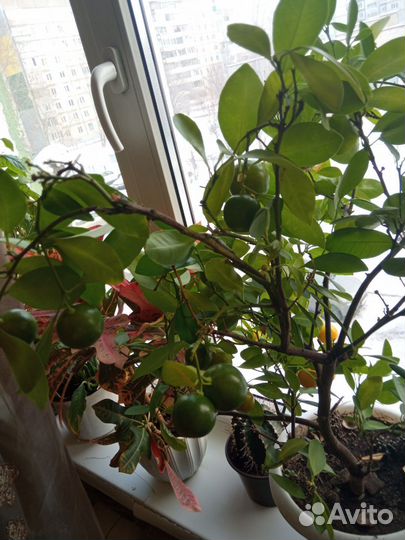 Каламондин