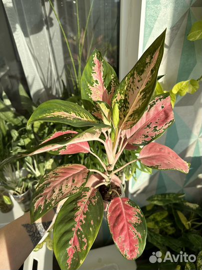 Аглаонема детки