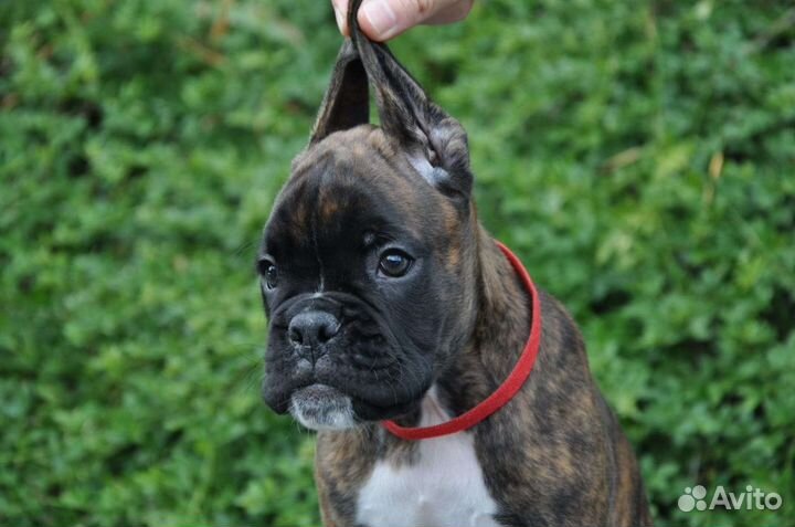 Щенки боксера