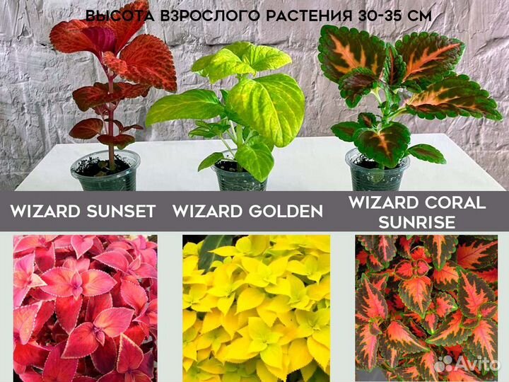 Колеусы рассада, саженцы