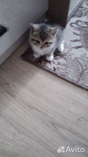Отдам котенка в добрые руки