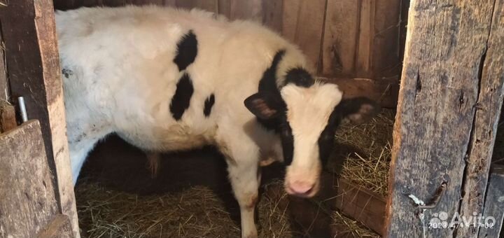 Бык и телка