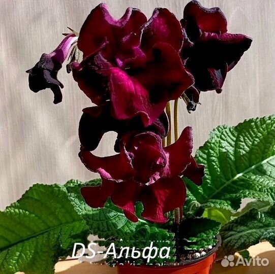 Фиалки, стрептокарпусы сортовые